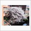 桜レポート２０