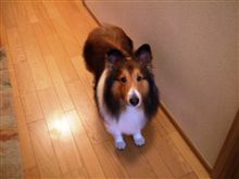 やっちゃえやっちゃえ！
