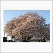 お花見