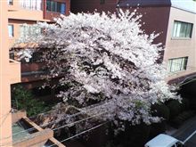 桜レポート２１