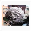桜レポート２１