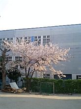桜満開＼(^_^)／