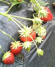 いちご狩り