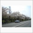 国立　大学通りの桜