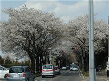 Ｃｈｅｒｒｙ　Ｂｌｏｓｓｏｍ（桜花）