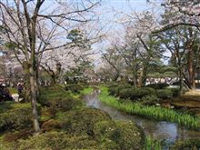 ひとり花見