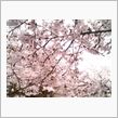 今日はお花見