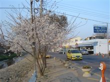韓国の桜