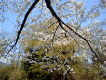 お花見