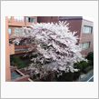 桜レポート２２
