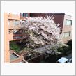 桜レポート２３