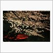 散る桜 残る桜も散る桜