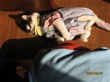寒がりの猫と息子の日向ぼっこ