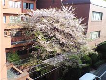 桜レポート25 桜レポート25