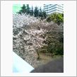 気を取り直して『春！！桜・入 ...