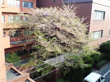 桜レポート２６
