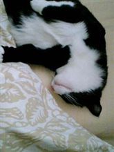 眠い…zzz