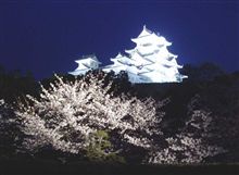 お城夜桜