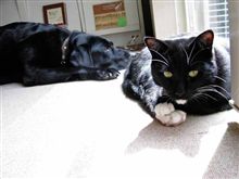 猫嫌いとアレルギー