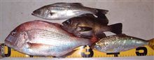 一年分のシーバスを釣った