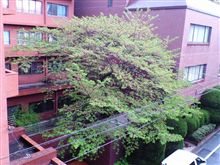 桜レポート２８（最終回）