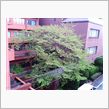 桜レポート２８（最終回）