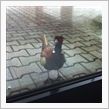会社の玄関で「キジ」発見！