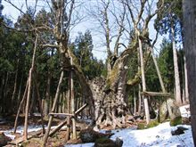 巨樹を求めてひとっこぎ♪⑫【太田のトチノキ　その二】