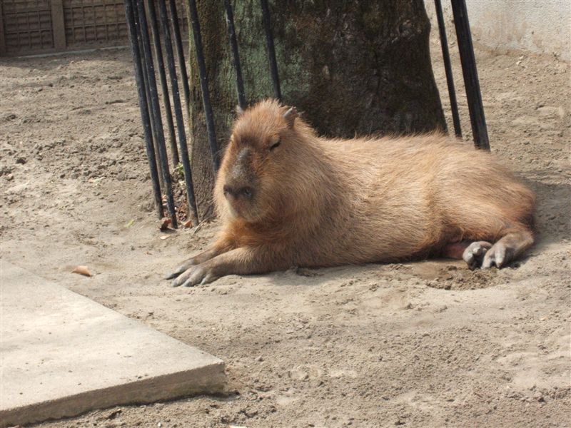 上野動物園 かず Hのブログ かず H みんカラ