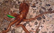 Mリグなる釣法をやってみた