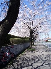 しゃっきん号でお花見