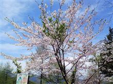 桜 桜
