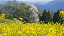 菜の花祭り