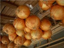 野菜作りの大変さ
