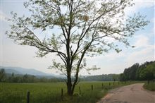 Great Smoky Mountains N.P.