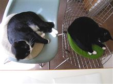 見る目あるね。