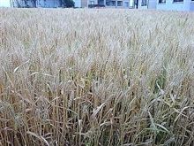 稲穂 稲穂