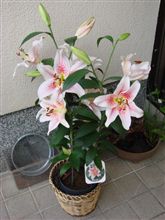 イロイロ