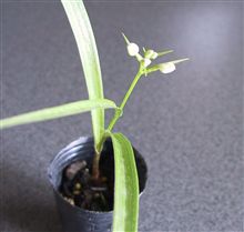 今朝の安房千鳥