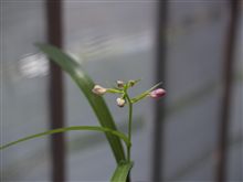 本日の安房千鳥(まだ続くのか)