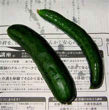 初物