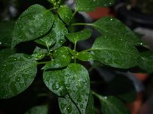 今年の菜園その1