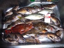 メバル釣り