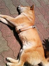 おひさしブログ☆