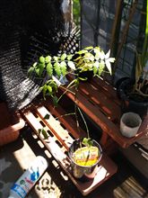 この～木何の木？