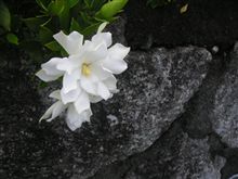 くちなしとねじ花