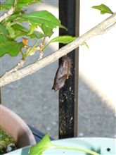 サナギになったよ。