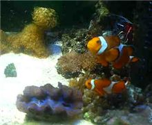 お魚さん、元気です
