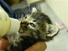さらに…、ちび猫の巻。