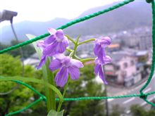 元気な安房千鳥(番外編)